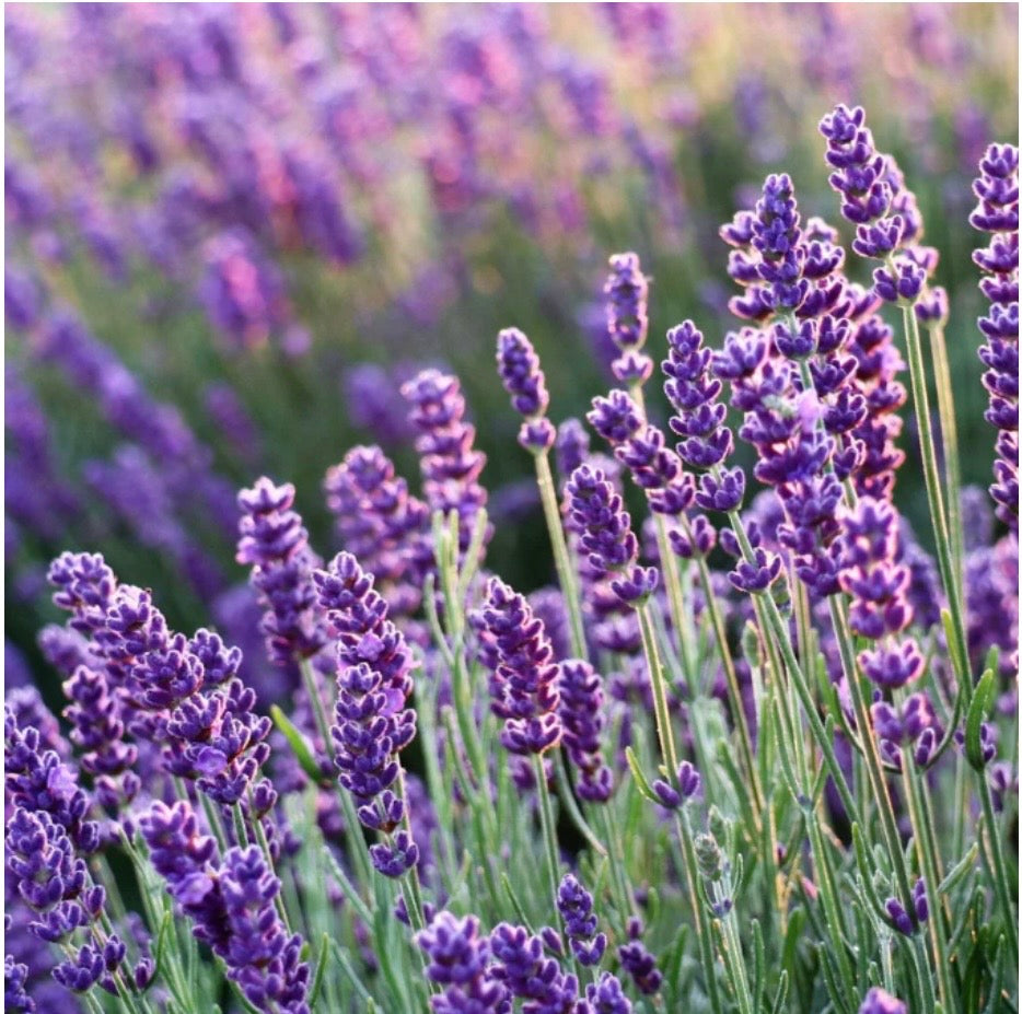 MAKE Bath Rejuvenate Bath Foam - Rose, Geranium, Sandalwood & Lavender