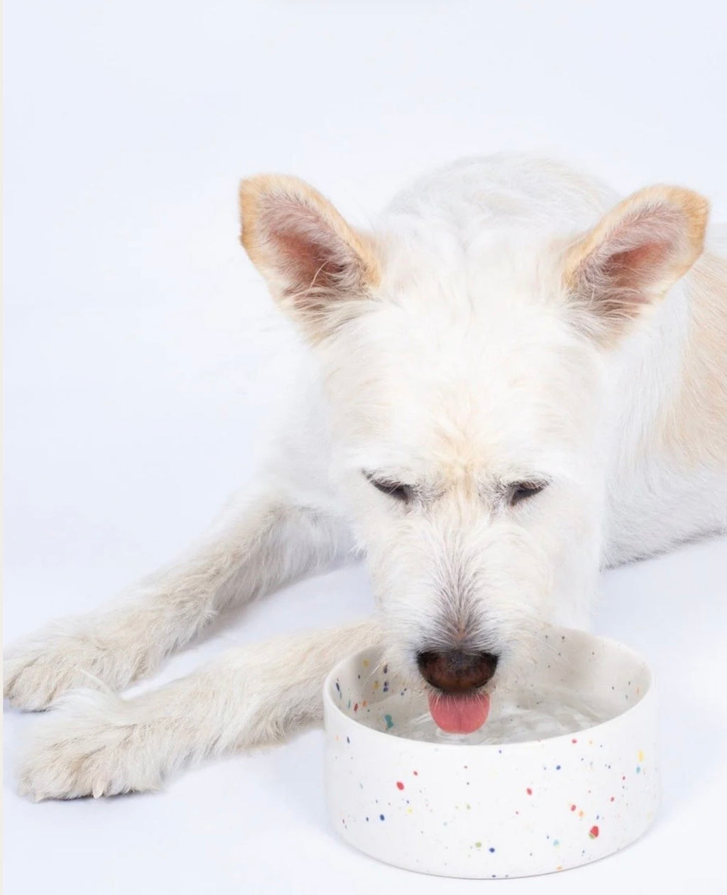 New Party Pet Bowl 16.5 cm set of 2 White