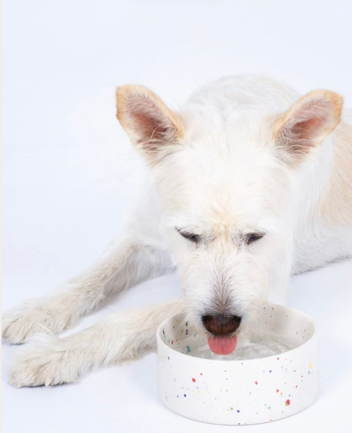 New Party Pet Bowl 16.5 cm set of 2 White