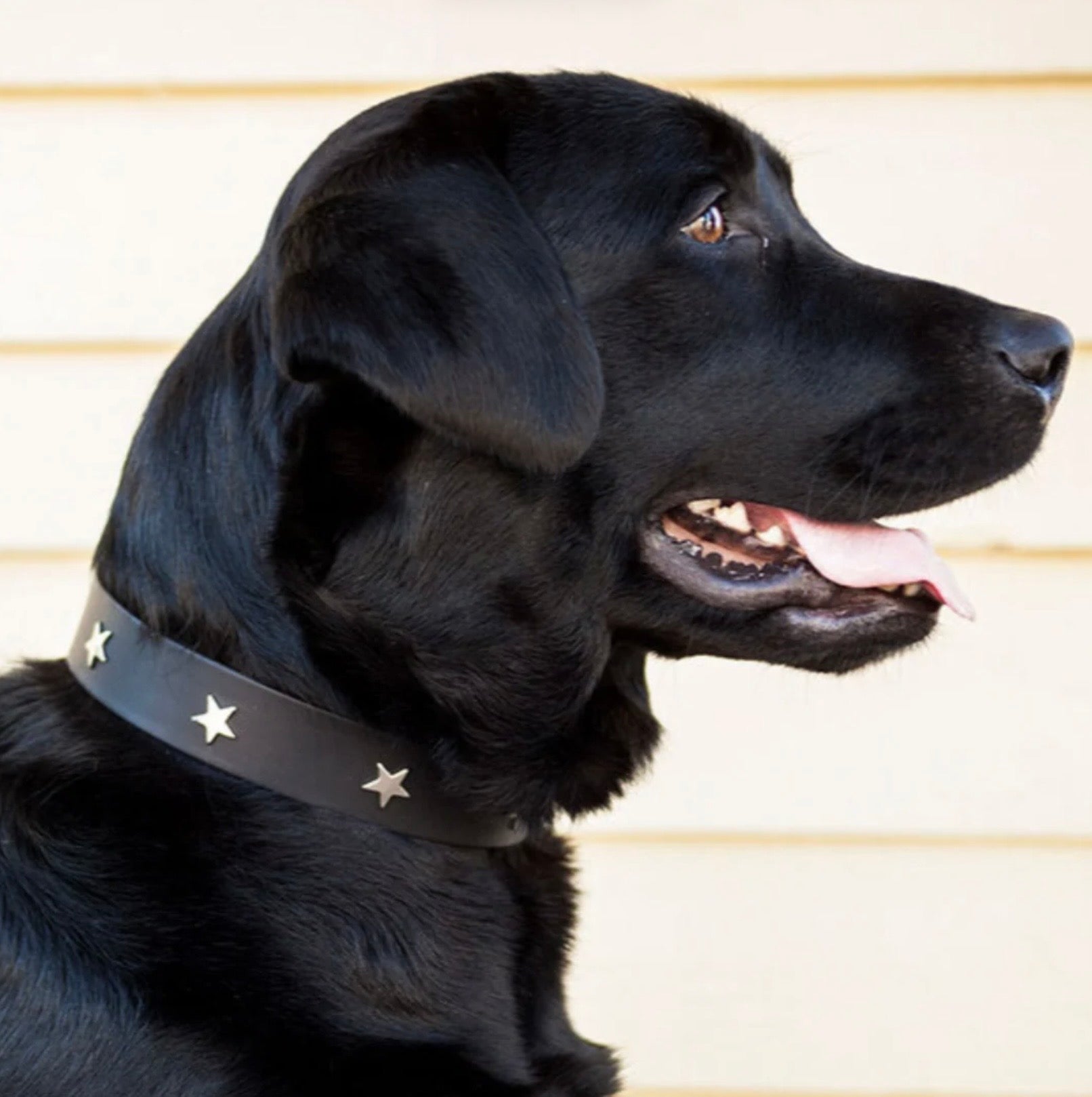 Black Leather Star Studded Dog Collar- Silver Stars Size 5