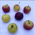 Bombi Apple Candle